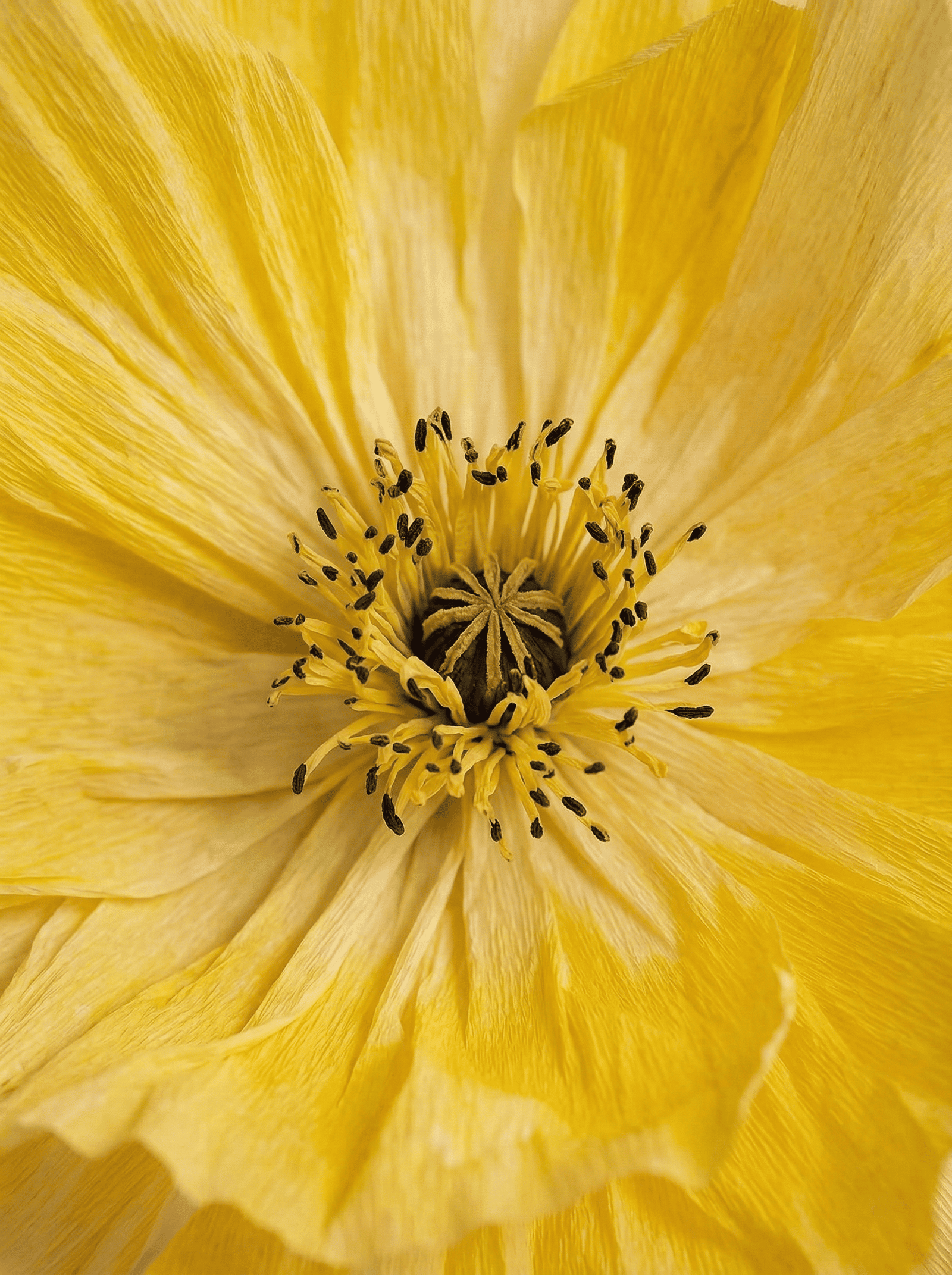 Détail d’une fleur géante jaune utilisée dans un décor événementiel.